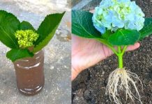 Jednostavan Trik Za Prelepe Hortenzije: Evo Kako Da Ih Uzgajate Iz Reznica Bez Ikakvih Problema Jednostavan Trik Za Prelepe Hortenzije: Evo Kako Da Ih Uzgajate Iz Reznica Bez Ikakvih Problema - featured image