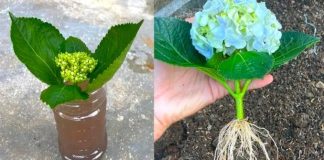 Jednostavan Trik Za Prelepe Hortenzije: Evo Kako Da Ih Uzgajate Iz Reznica Bez Ikakvih Problema Jednostavan Trik Za Prelepe Hortenzije: Evo Kako Da Ih Uzgajate Iz Reznica Bez Ikakvih Problema - featured image