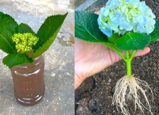 Jednostavan Trik Za Prelepe Hortenzije: Evo Kako Da Ih Uzgajate Iz Reznica Bez Ikakvih Problema Jednostavan Trik Za Prelepe Hortenzije: Evo Kako Da Ih Uzgajate Iz Reznica Bez Ikakvih Problema - featured image