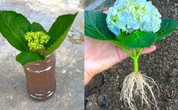 Jednostavan Trik Za Prelepe Hortenzije: Evo Kako Da Ih Uzgajate Iz Reznica Bez Ikakvih Problema Jednostavan Trik Za Prelepe Hortenzije: Evo Kako Da Ih Uzgajate Iz Reznica Bez Ikakvih Problema - featured image