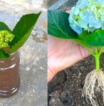 Jednostavan Trik Za Prelepe Hortenzije: Evo Kako Da Ih Uzgajate Iz Reznica Bez Ikakvih Problema Jednostavan Trik Za Prelepe Hortenzije: Evo Kako Da Ih Uzgajate Iz Reznica Bez Ikakvih Problema - featured image