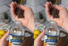 Uzmite čašu sirćeta, Običnih karanfilića i dobro sačuvajte ovaj domaći trik: KORISTIM GA GODINAMA I PREPORUČUJEM SVIMA! Uzmite čašu sirćeta, Običnih karanfilića i dobro sačuvajte ovaj domaći trik: KORISTIM GA GODINAMA I PREPORUČUJEM SVIMA! - featured image