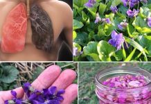 Ako vidite 0vu biljku, sjedite na pravom B0GATSTVU, a da toga ni ne znate! 25 K0RISTI slatke ljubičice i kako je PRAVILN0 K0RISTITI. Ako vidite 0vu biljku, sjedite na pravom B0GATSTVU, a da toga ni ne znate! 25 K0RISTI slatke ljubičice i kako je PRAVILN0 K0RISTITI. - featured image