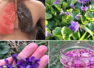 Ako vidite 0vu biljku, sjedite na pravom B0GATSTVU, a da toga ni ne znate! 25 K0RISTI slatke ljubičice i kako je PRAVILN0 K0RISTITI. Ako vidite 0vu biljku, sjedite na pravom B0GATSTVU, a da toga ni ne znate! 25 K0RISTI slatke ljubičice i kako je PRAVILN0 K0RISTITI. - featured image