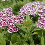 SVAKA KUĆA U JUGOSLAVIJI IMALA JE OVAJ CVET U BAŠTI: A Onda Smo Svi Zaboravili Na Njega – Nema Otpornije Biljke Od OVE SVAKA KUĆA U JUGOSLAVIJI IMALA JE OVAJ CVET U BAŠTI: A Onda Smo Svi Zaboravili Na Njega – Nema Otpornije Biljke Od OVE - featured image