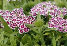 SVAKA KUĆA U JUGOSLAVIJI IMALA JE OVAJ CVET U BAŠTI: A Onda Smo Svi Zaboravili Na Njega – Nema Otpornije Biljke Od OVE SVAKA KUĆA U JUGOSLAVIJI IMALA JE OVAJ CVET U BAŠTI: A Onda Smo Svi Zaboravili Na Njega – Nema Otpornije Biljke Od OVE - featured image