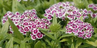 SVAKA KUĆA U JUGOSLAVIJI IMALA JE OVAJ CVET U BAŠTI: A Onda Smo Svi Zaboravili Na Njega – Nema Otpornije Biljke Od OVE SVAKA KUĆA U JUGOSLAVIJI IMALA JE OVAJ CVET U BAŠTI: A Onda Smo Svi Zaboravili Na Njega – Nema Otpornije Biljke Od OVE - featured image