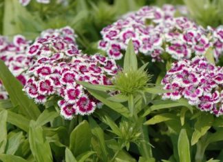 SVAKA KUĆA U JUGOSLAVIJI IMALA JE OVAJ CVET U BAŠTI: A Onda Smo Svi Zaboravili Na Njega – Nema Otpornije Biljke Od OVE SVAKA KUĆA U JUGOSLAVIJI IMALA JE OVAJ CVET U BAŠTI: A Onda Smo Svi Zaboravili Na Njega – Nema Otpornije Biljke Od OVE - featured image