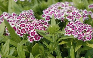 SVAKA KUĆA U JUGOSLAVIJI IMALA JE OVAJ CVET U BAŠTI: A Onda Smo Svi Zaboravili Na Njega – Nema Otpornije Biljke Od OVE SVAKA KUĆA U JUGOSLAVIJI IMALA JE OVAJ CVET U BAŠTI: A Onda Smo Svi Zaboravili Na Njega – Nema Otpornije Biljke Od OVE - featured image