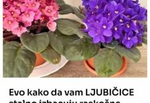 Evo kako da vam LJUBIČICE stalno izbacuju raskošne cvjetove, ovo je TRIK Evo kako da vam LJUBIČICE stalno izbacuju raskošne cvjetove, ovo je TRIK - featured image