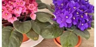 Evo kako da vam LJUBIČICE stalno izbacuju raskošne cvjetove, ovo je TRIK Evo kako da vam LJUBIČICE stalno izbacuju raskošne cvjetove, ovo je TRIK - featured image