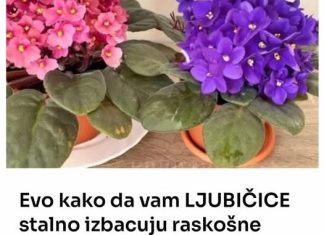 Evo kako da vam LJUBIČICE stalno izbacuju raskošne cvjetove, ovo je TRIK Evo kako da vam LJUBIČICE stalno izbacuju raskošne cvjetove, ovo je TRIK - featured image