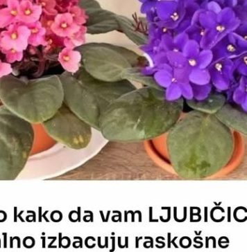 Evo kako da vam LJUBIČICE stalno izbacuju raskošne cvjetove, ovo je TRIK Evo kako da vam LJUBIČICE stalno izbacuju raskošne cvjetove, ovo je TRIK - featured image