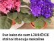Evo kako da vam LJUBIČICE stalno izbacuju raskošne cvjetove, ovo je TRIK Evo kako da vam LJUBIČICE stalno izbacuju raskošne cvjetove, ovo je TRIK - featured image