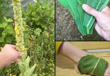 „Pronaći ovu biljku je vrednije nego pronaći novac — većina ljudi ne zna da je to jedna od najmoćnijih biljaka, a raste svuda…” 💬👀👇 „Pronaći ovu biljku je vrednije nego pronaći novac — većina ljudi ne zna da je to jedna od najmoćnijih biljaka, a raste svuda…” 💬👀👇 - featured image