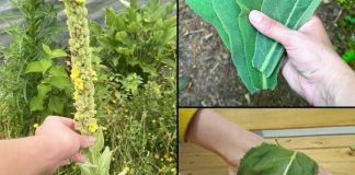 „Pronaći ovu biljku je vrednije nego pronaći novac — većina ljudi ne zna da je to jedna od najmoćnijih biljaka, a raste svuda…” 💬👀👇 „Pronaći ovu biljku je vrednije nego pronaći novac — većina ljudi ne zna da je to jedna od najmoćnijih biljaka, a raste svuda…” 💬👀👇 - featured image