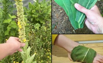 „Pronaći ovu biljku je vrednije nego pronaći novac — većina ljudi ne zna da je to jedna od najmoćnijih biljaka, a raste svuda…” 💬👀👇 „Pronaći ovu biljku je vrednije nego pronaći novac — većina ljudi ne zna da je to jedna od najmoćnijih biljaka, a raste svuda…” 💬👀👇 - featured image