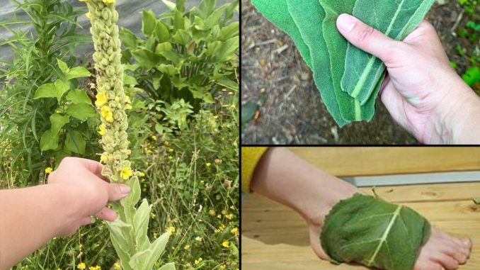 „Pronaći ovu biljku je vrednije nego pronaći novac — većina ljudi ne zna da je to jedna od najmoćnijih biljaka, a raste svuda…” 💬👀👇 - featured image „Pronaći ovu biljku je vrednije nego pronaći novac — većina ljudi ne zna da je to jedna od najmoćnijih biljaka, a raste svuda…” 💬👀👇 - featured image