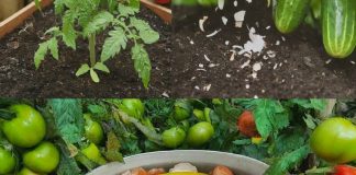 Otkrijte kako obične ljuske mogu preporoditi vaš vrt – Savjeti koje koriste iskusni baštovani Otkrijte kako obične ljuske mogu preporoditi vaš vrt – Savjeti koje koriste iskusni baštovani - featured image