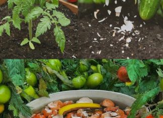 Otkrijte kako obične ljuske mogu preporoditi vaš vrt – Savjeti koje koriste iskusni baštovani Otkrijte kako obične ljuske mogu preporoditi vaš vrt – Savjeti koje koriste iskusni baštovani - featured image