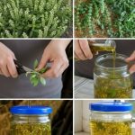 Ako vaš bosiljak ima cvjetove na vrhovima, nemojte ih bacati – vrijede zlata ako ih iskoristite ovako! Ako vaš bosiljak ima cvjetove na vrhovima, nemojte ih bacati – vrijede zlata ako ih iskoristite ovako! - featured image