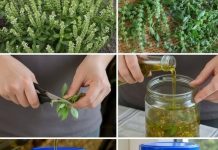 Ako vaš bosiljak ima cvjetove na vrhovima, nemojte ih bacati – vrijede zlata ako ih iskoristite ovako! Ako vaš bosiljak ima cvjetove na vrhovima, nemojte ih bacati – vrijede zlata ako ih iskoristite ovako! - featured image