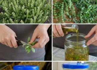 Ako vaš bosiljak ima cvjetove na vrhovima, nemojte ih bacati – vrijede zlata ako ih iskoristite ovako! Ako vaš bosiljak ima cvjetove na vrhovima, nemojte ih bacati – vrijede zlata ako ih iskoristite ovako! - featured image