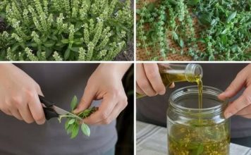 Ako vaš bosiljak ima cvjetove na vrhovima, nemojte ih bacati – vrijede zlata ako ih iskoristite ovako! Ako vaš bosiljak ima cvjetove na vrhovima, nemojte ih bacati – vrijede zlata ako ih iskoristite ovako! - featured image