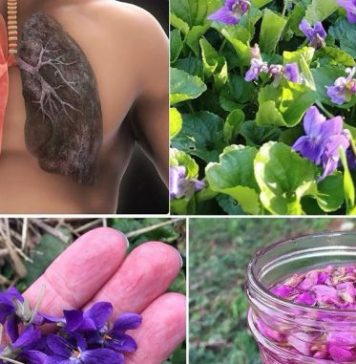 Ako vidite 0vu biljku, sjedite na pravom B0GATSTVU, a da toga ni ne znate! 25 K0RISTI slatke ljubičice i kako je PRAVILN0 K0RISTITI. Ako vidite 0vu biljku, sjedite na pravom B0GATSTVU, a da toga ni ne znate! 25 K0RISTI slatke ljubičice i kako je PRAVILN0 K0RISTITI. - featured image