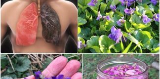 Ako vidite 0vu biljku, sjedite na pravom B0GATSTVU, a da toga ni ne znate! 25 K0RISTI slatke ljubičice i kako je PRAVILN0 K0RISTITI. Ako vidite 0vu biljku, sjedite na pravom B0GATSTVU, a da toga ni ne znate! 25 K0RISTI slatke ljubičice i kako je PRAVILN0 K0RISTITI. - featured image