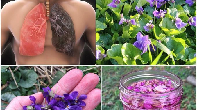 Ako vidite 0vu biljku, sjedite na pravom B0GATSTVU, a da toga ni ne znate! 25 K0RISTI slatke ljubičice i kako je PRAVILN0 K0RISTITI. - featured image Ako vidite 0vu biljku, sjedite na pravom B0GATSTVU, a da toga ni ne znate! 25 K0RISTI slatke ljubičice i kako je PRAVILN0 K0RISTITI. - featured image