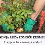 SADNJA RUŽA POMOĆU KROMPIRA: Uspijeva baš svima, a kraljica cvijeća će se primiti iz prve SADNJA RUŽA POMOĆU KROMPIRA: Uspijeva baš svima, a kraljica cvijeća će se primiti iz prve - featured image