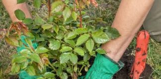 SADNJA RUŽA POMOĆU KROMPIRA: Uspijeva baš svima, a kraljica cvijeća će se primiti iz prve SADNJA RUŽA POMOĆU KROMPIRA: Uspijeva baš svima, a kraljica cvijeća će se primiti iz prve - featured image