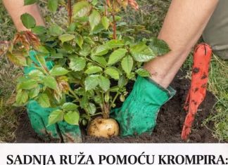 SADNJA RUŽA POMOĆU KROMPIRA: Uspijeva baš svima, a kraljica cvijeća će se primiti iz prve SADNJA RUŽA POMOĆU KROMPIRA: Uspijeva baš svima, a kraljica cvijeća će se primiti iz prve - featured image