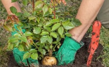 SADNJA RUŽA POMOĆU KROMPIRA: Uspijeva baš svima, a kraljica cvijeća će se primiti iz prve SADNJA RUŽA POMOĆU KROMPIRA: Uspijeva baš svima, a kraljica cvijeća će se primiti iz prve - featured image