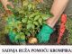 SADNJA RUŽA POMOĆU KROMPIRA: Uspijeva baš svima, a kraljica cvijeća će se primiti iz prve SADNJA RUŽA POMOĆU KROMPIRA: Uspijeva baš svima, a kraljica cvijeća će se primiti iz prve - featured image