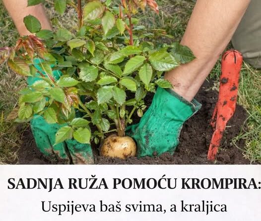 SADNJA RUŽA POMOĆU KROMPIRA: Uspijeva baš svima, a kraljica cvijeća će se primiti iz prve - featured image SADNJA RUŽA POMOĆU KROMPIRA: Uspijeva baš svima, a kraljica cvijeća će se primiti iz prve - featured image