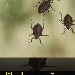 Smrdibube se užasno plaše jedne stvari: Samo stavite ovo kod ulaznih vrata i nestaće Smrdibube se užasno plaše jedne stvari: Samo stavite ovo kod ulaznih vrata i nestaće - featured image