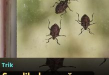 Smrdibube se užasno plaše jedne stvari: Samo stavite ovo kod ulaznih vrata i nestaće Smrdibube se užasno plaše jedne stvari: Samo stavite ovo kod ulaznih vrata i nestaće - featured image