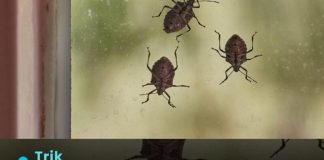 Smrdibube se užasno plaše jedne stvari: Samo stavite ovo kod ulaznih vrata i nestaće Smrdibube se užasno plaše jedne stvari: Samo stavite ovo kod ulaznih vrata i nestaće - featured image