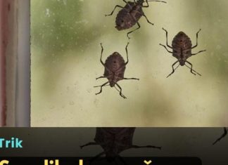 Smrdibube se užasno plaše jedne stvari: Samo stavite ovo kod ulaznih vrata i nestaće Smrdibube se užasno plaše jedne stvari: Samo stavite ovo kod ulaznih vrata i nestaće - featured image