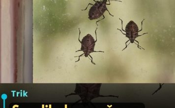 Smrdibube se užasno plaše jedne stvari: Samo stavite ovo kod ulaznih vrata i nestaće Smrdibube se užasno plaše jedne stvari: Samo stavite ovo kod ulaznih vrata i nestaće - featured image