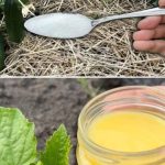 Krastavci, paradajz i paprika će beskrajno RASTI uz ovaj fenomenalan sastojak!! Krastavci, paradajz i paprika će beskrajno RASTI uz ovaj fenomenalan sastojak!! - featured image