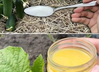 Krastavci, paradajz i paprika će beskrajno RASTI uz ovaj fenomenalan sastojak!! Krastavci, paradajz i paprika će beskrajno RASTI uz ovaj fenomenalan sastojak!! - featured image