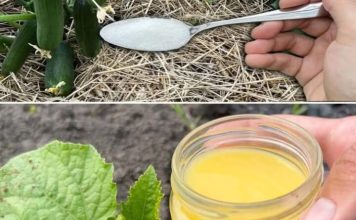 Krastavci, paradajz i paprika će beskrajno RASTI uz ovaj fenomenalan sastojak!! Krastavci, paradajz i paprika će beskrajno RASTI uz ovaj fenomenalan sastojak!! - featured image