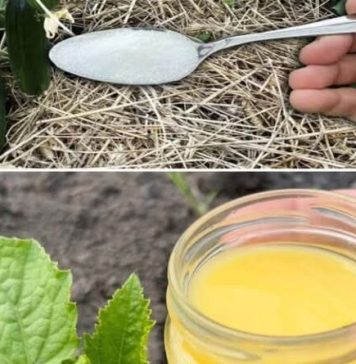 Krastavci, paradajz i paprika će beskrajno RASTI uz ovaj fenomenalan sastojak!! Krastavci, paradajz i paprika će beskrajno RASTI uz ovaj fenomenalan sastojak!! - featured image