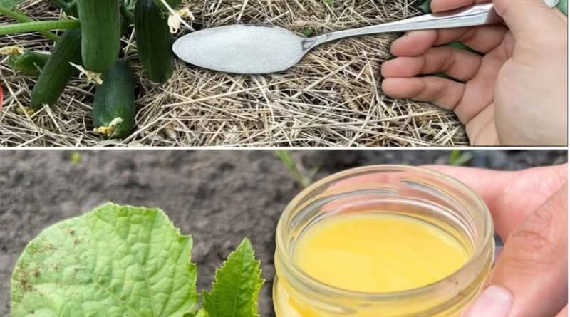 Krastavci, paradajz i paprika će beskrajno RASTI uz ovaj fenomenalan sastojak!! - featured image Krastavci, paradajz i paprika će beskrajno RASTI uz ovaj fenomenalan sastojak!! - featured image