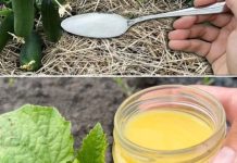 Krastavci, paradajz i paprika će beskrajno RASTI uz ovaj fenomenalan sastojak!! Krastavci, paradajz i paprika će beskrajno RASTI uz ovaj fenomenalan sastojak!! - featured image