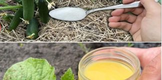 Krastavci, paradajz i paprika će beskrajno RASTI uz ovaj fenomenalan sastojak!! Krastavci, paradajz i paprika će beskrajno RASTI uz ovaj fenomenalan sastojak!! - featured image