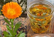 12 glavnih zdravstvenih prednosti nevena 12 glavnih zdravstvenih prednosti nevena - featured image